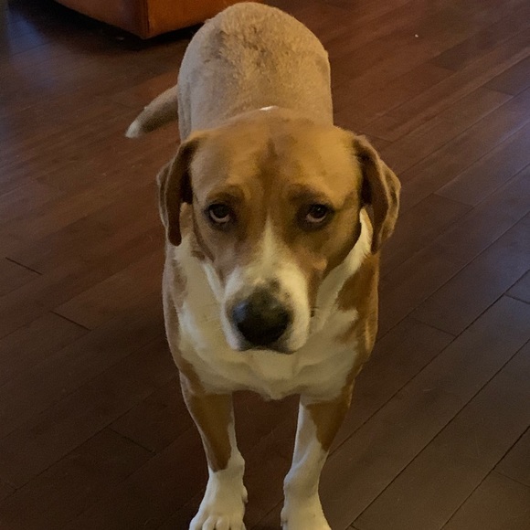 Meet your Posher, Robert - Picture 1 of 1